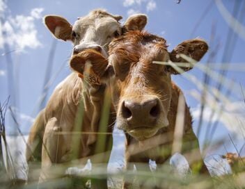 L'amour est dans le pré