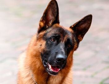 Rex