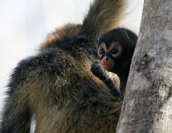 Les animaux, sauveurs des forêts tropicales