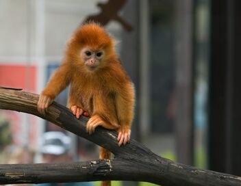 La Tanière, le zoo-refuge de l'espoir