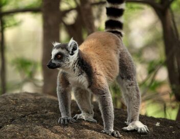 Madagascar, l'île rouge