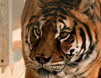 La Tanière, le zoo-refuge de l'espoir