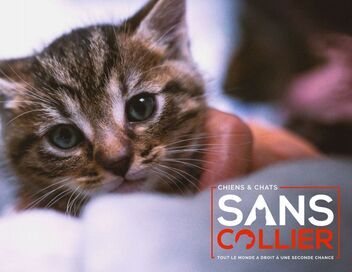 Chiens et chats sans collier