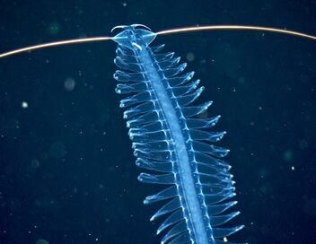 Abysses, la face cachée des océans