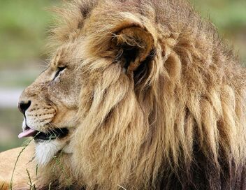 100 jours avec les animaux du Pal : le plus grand zoo d'Auvergne