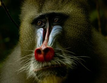 Règne animal, les jeux de l'amour