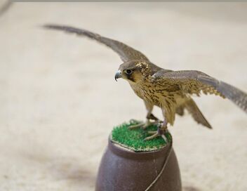 Puy du Fou : animaux et dresseurs relèvent le défi