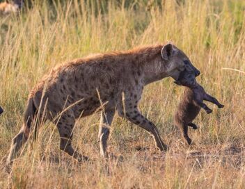 Quand les hyènes défient les lions