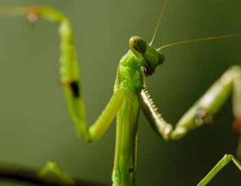 Règne animal, les jeux de l'amour