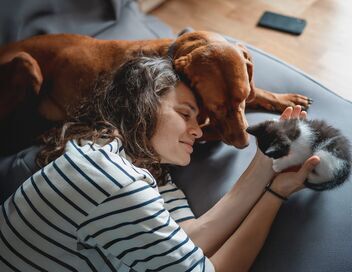 Chiens et chats sans collier