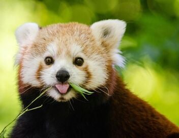 100 jours au zoo du Pal
